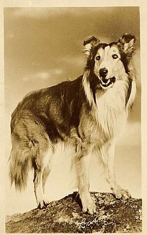 In What Bizarre Fashion Was the Original Lassie Purchased?